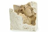 Fossil Crab (Potamon) Preserved in Travertine - Turkey #230632-1